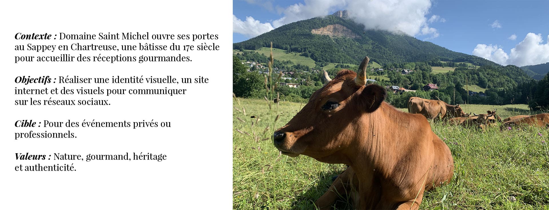 photo vache