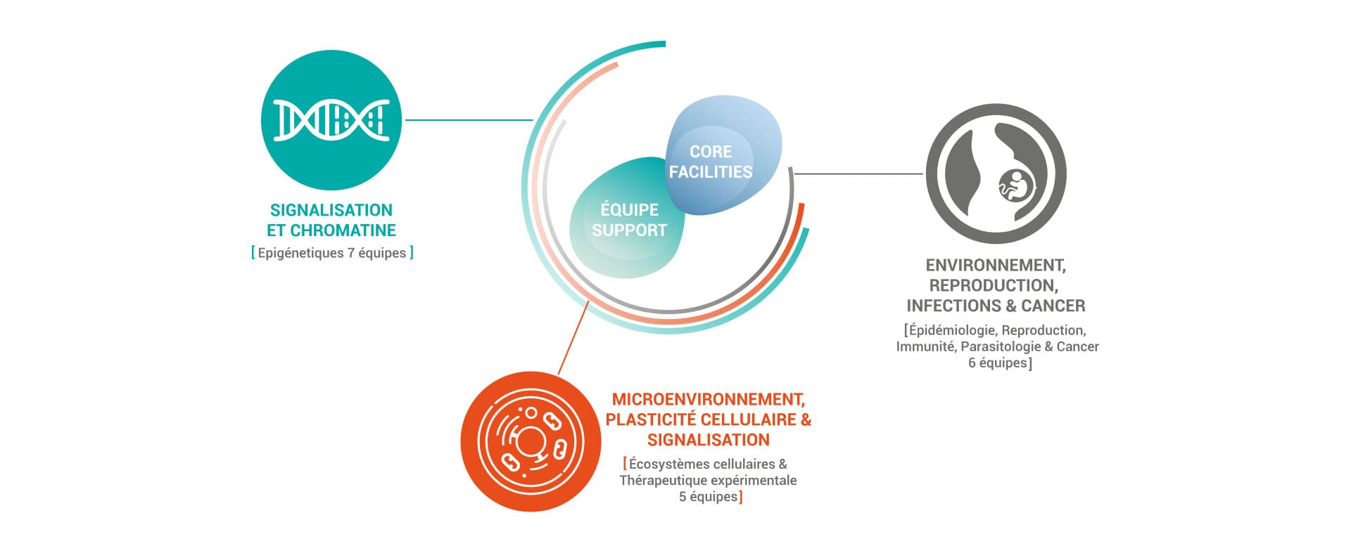 graphique des équipes
